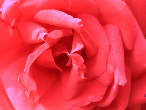 Beautiful Scarlet Graceful Flower Garden Rose Decoration — Stock Photo, Image