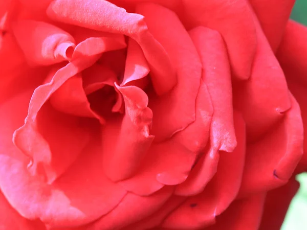 Bello Scarlatto Grazioso Giardino Fiorito Rosa Come Decorazione — Foto Stock