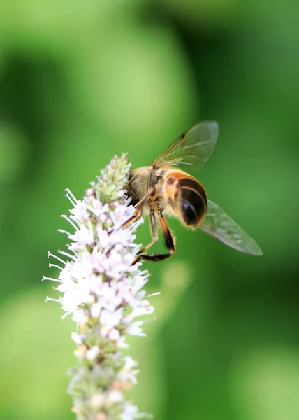 Bee Collects Fresh Nectar Flowers Mint — Stock Photo, Image