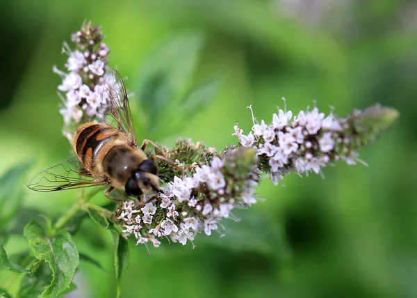 Пчела Свежая Цветков Мяты — стоковое фото