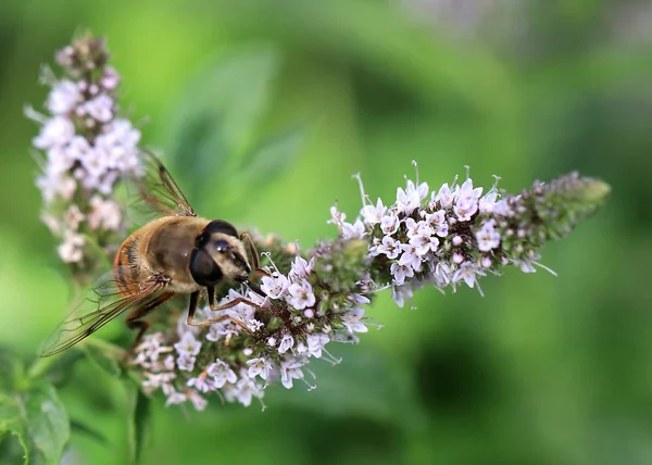 Bee Collects Fresh Nectar Flowers Mint — Stock Photo, Image