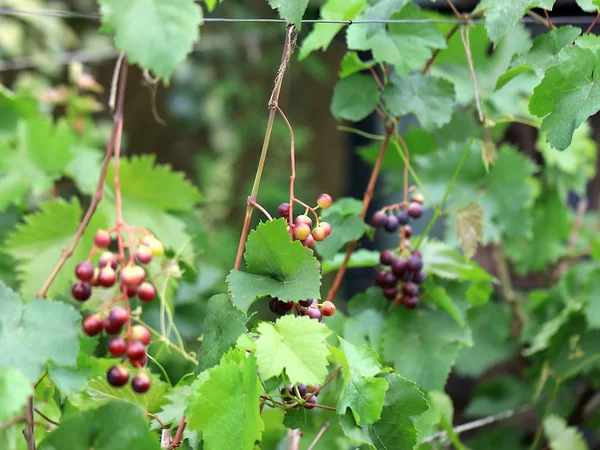 Grappoli Uva Tra Foglie Prima Della Vendemmia — Foto Stock