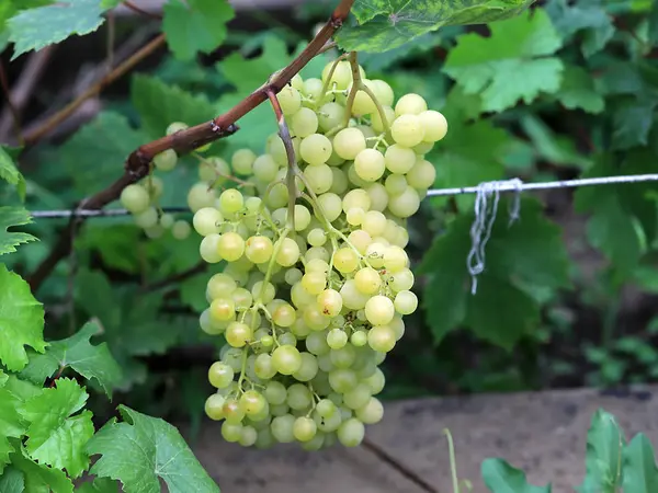 Grappes Raisins Parmi Feuillage Avant Récolte — Photo