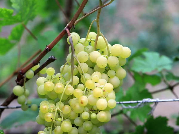Grappes Raisins Parmi Feuillage Avant Récolte — Photo