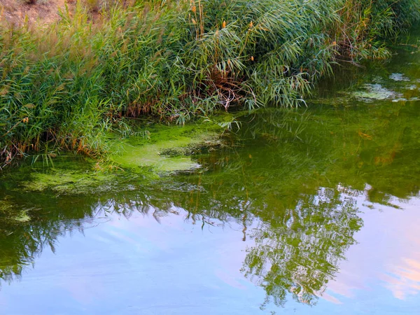 池と海岸線の穏やかな水で晴れた空の反射 — ストック写真