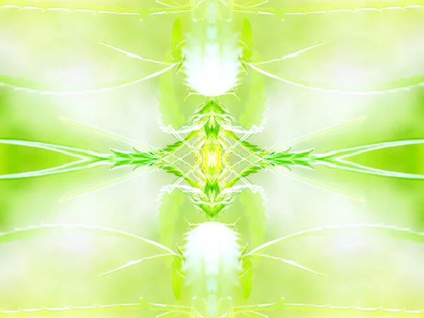 abstract background symmetrical photographic image as a design element