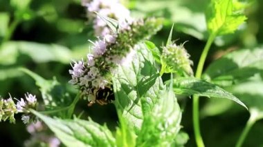 eşek arısı bir bitki nane taze çiçek nektar toplar
