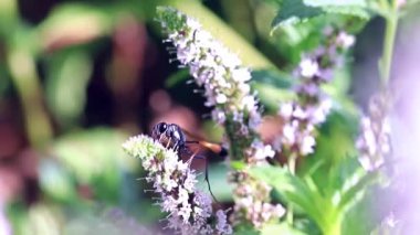 vahşi tehlikeli wasp taze nane yaprakları üzerinde oturur