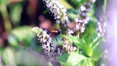 vahşi tehlikeli wasp taze nane yaprakları üzerinde oturur