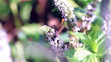 vahşi tehlikeli wasp taze nane yaprakları üzerinde oturur