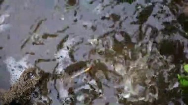 su sıçramalarına ve su damlaları bir kirli sokak su birikintisi içine düşmek