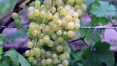 bir çiftlikte Olgun üzüm ile asma