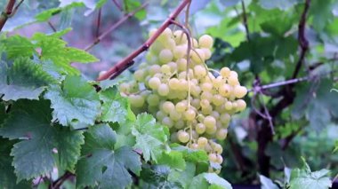 bir çiftlikte Olgun üzüm ile asma