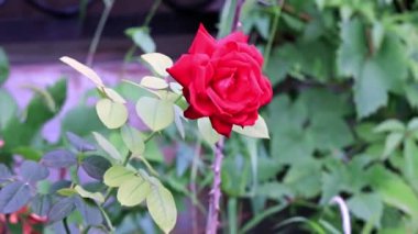 parlak kırmızı güzel gül şenlikli dekor unsuru olarak