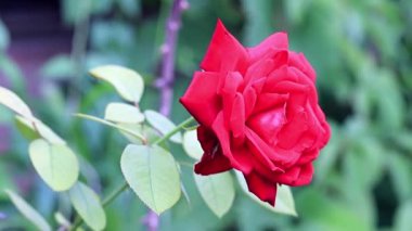 parlak kırmızı güzel gül şenlikli dekor unsuru olarak