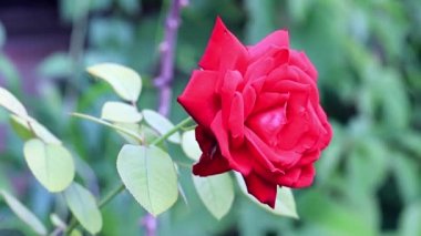 parlak kırmızı güzel gül şenlikli dekor unsuru olarak