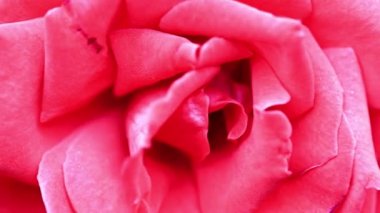 parlak kırmızı güzel gül şenlikli dekor unsuru olarak