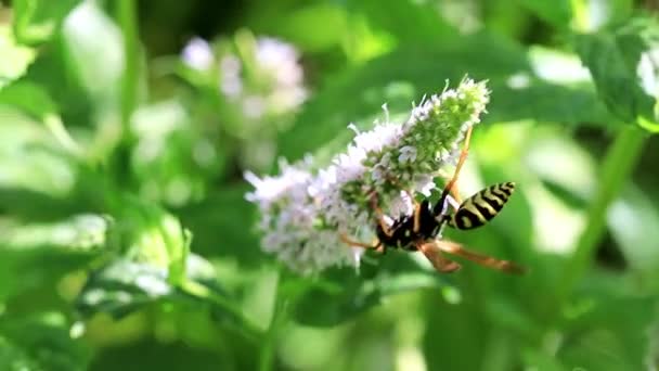 Een Wesp Verzamelt Nectar Van Verse Bloemen Een Plant Pepermunt — Stockvideo