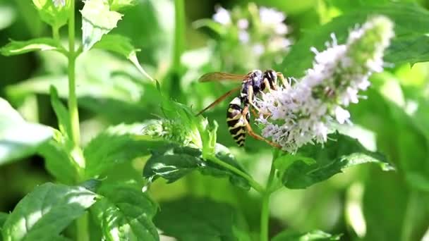 Une Guêpe Recueille Nectar Fleurs Fraîches Sur Une Plante Menthe — Video