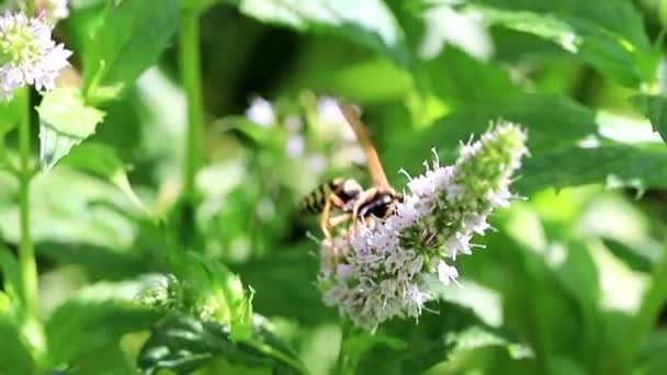 Una Avispa Recoge Néctar Flores Frescas Una Planta Menta — Vídeos de Stock