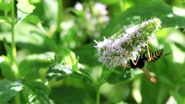 Eine Wespe Sammelt Nektar Aus Frischen Blumen Auf Einer Pflanze — Stockvideo