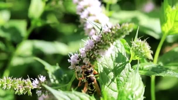 Wasp Gathers Nectar Fresh Flowers Plant Peppermint — Stock Video