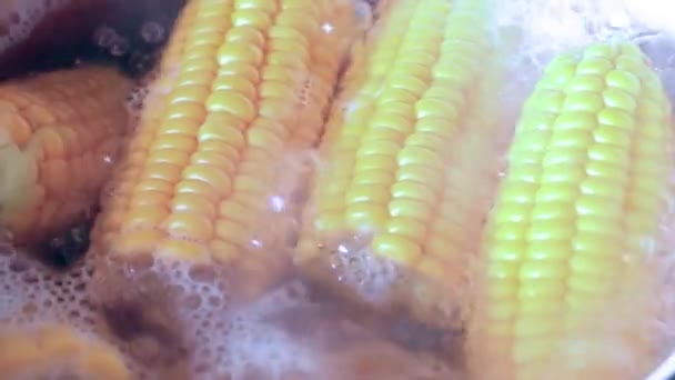 Fresh Ripe Corn Boiling Water Cooking — Stock Video