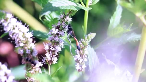 Wilde Gefährliche Wespe Sitzt Auf Frischen Minzblättern — Stockvideo