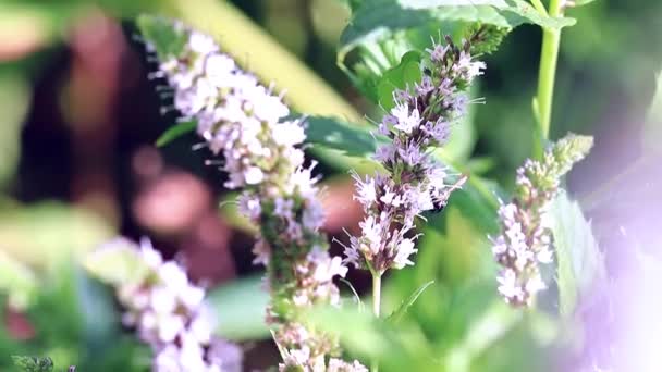 Wilde Gefährliche Wespe Sitzt Auf Frischen Minzblättern — Stockvideo