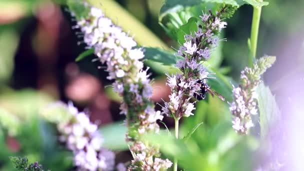 Wild Dangerous Wasp Sits Fresh Mint Leaves — Stock Video