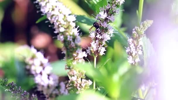 Guêpe Sauvage Dangereuse Trouve Sur Des Feuilles Menthe Fraîche — Video