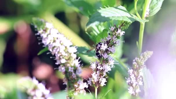 Vahşi Tehlikeli Wasp Taze Nane Yaprakları Üzerinde Oturur — Stok video