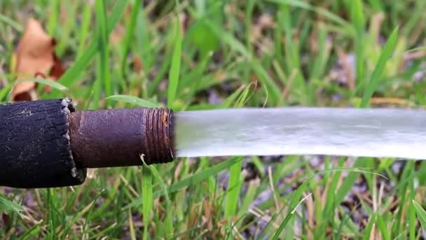 清洁的水流从橡胶软管流向草坪 — 图库视频影像