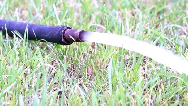 芝生にゴム製ホース外のきれいな水の流れの流れ — ストック動画