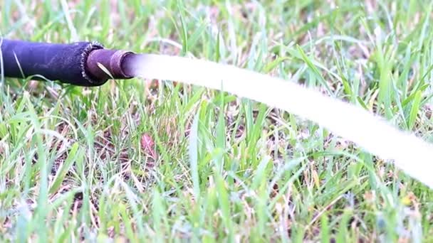 芝生にゴム製ホース外のきれいな水の流れの流れ — ストック動画