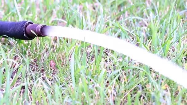 Fließt Sauberes Wasser Aus Dem Gummischlauch Auf Den Rasen — Stockvideo