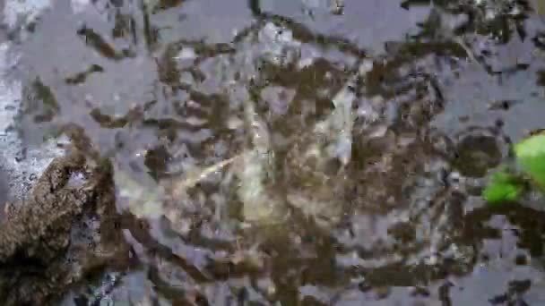 éclaboussures et gouttes d'eau tombent dans une flaque de rue sale 