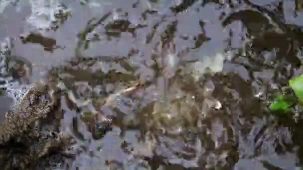 éclaboussures et gouttes d'eau tombent dans une flaque de rue sale 