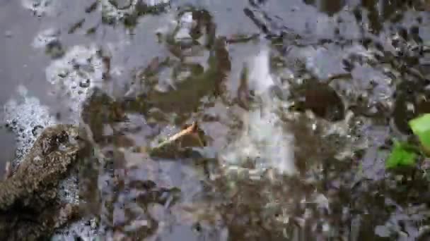 Plamy Krople Wody Należą Brudnej Ulicy Kałuży — Wideo stockowe