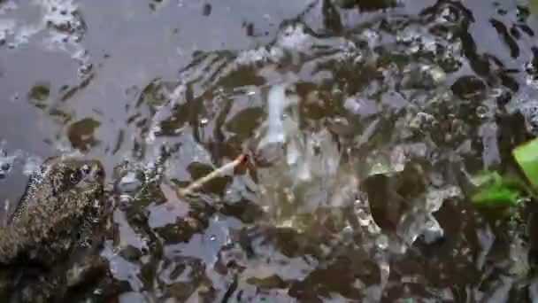 汚い通り水たまりに落ちる水しぶきと水の滴 — ストック動画