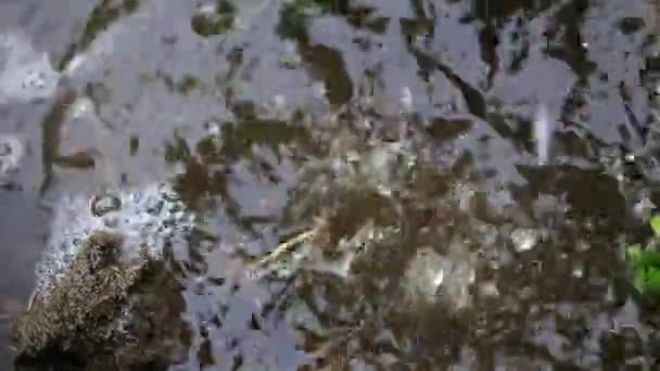 Бризки Краплі Води Потрапляють Брудну Вуличну Калюжу — стокове відео