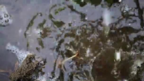 溅起的水滴掉进肮脏的街道水坑里 — 图库视频影像