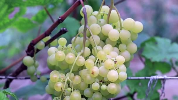 Vigne Aux Raisins Mûrs Sur Plantation — Video