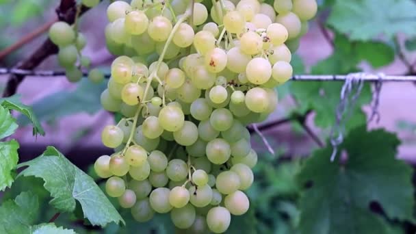 Videira Com Uvas Maduras Plantação — Vídeo de Stock