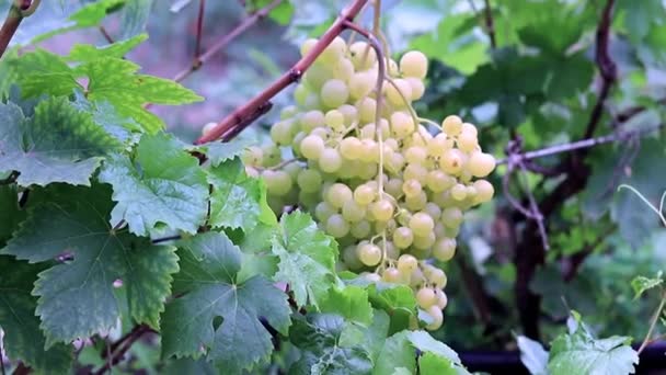 Vine Met Rijpe Druiven Plantage — Stockvideo