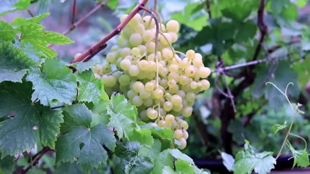 Vine Met Rijpe Druiven Plantage — Stockvideo