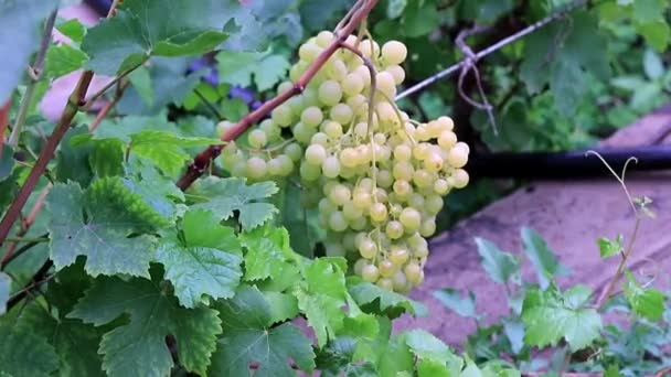 農園で熟したブドウのつる — ストック動画