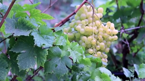 Vine Met Rijpe Druiven Plantage — Stockvideo