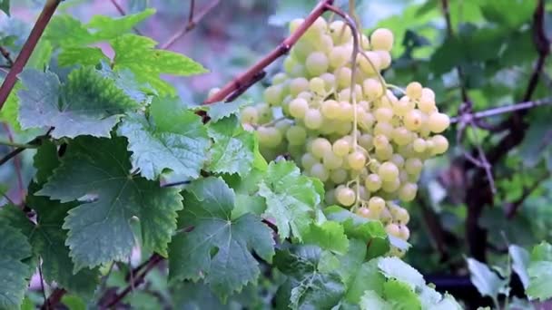 Vid Con Uvas Maduras Plantación — Vídeo de stock