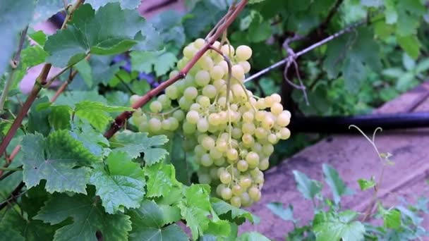 Dojrzałych Winogron Plantacji Winorośli — Wideo stockowe